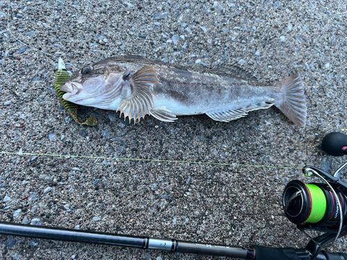 アイナメの釣果