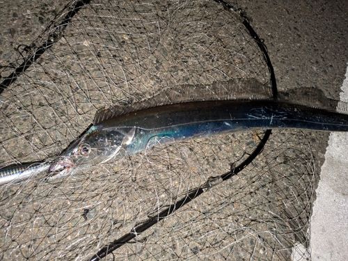 タチウオの釣果