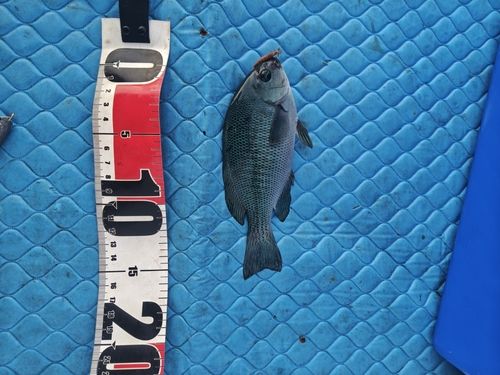 グレの釣果