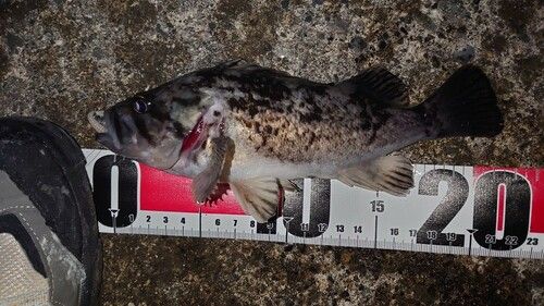 クロソイの釣果