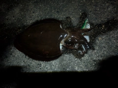 コウイカの釣果