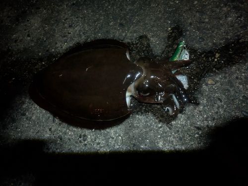 東京湾（富津〜金谷）