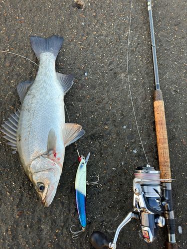 ヒラスズキの釣果