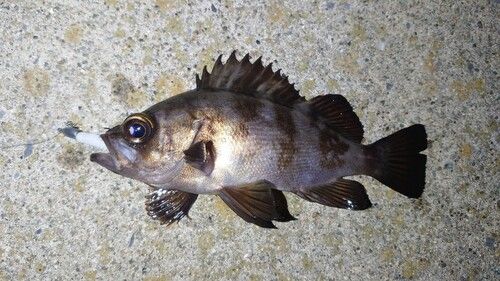 メバルの釣果
