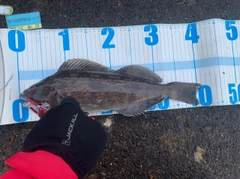 アブラコの釣果