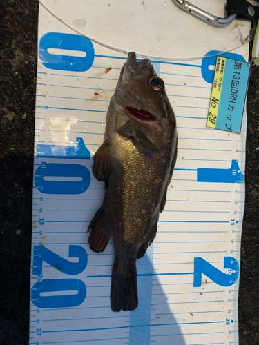 エゾメバルの釣果