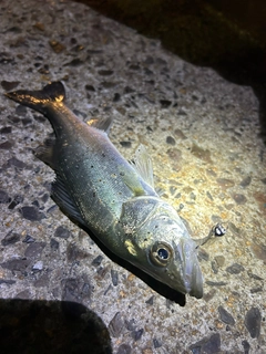 セイゴ（タイリクスズキ）の釣果