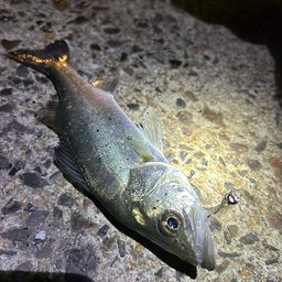 セイゴ（タイリクスズキ）