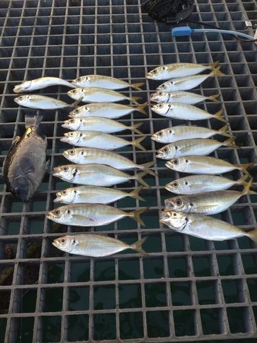 アジの釣果