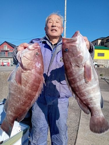 マハタの釣果