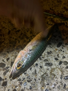 マサバの釣果