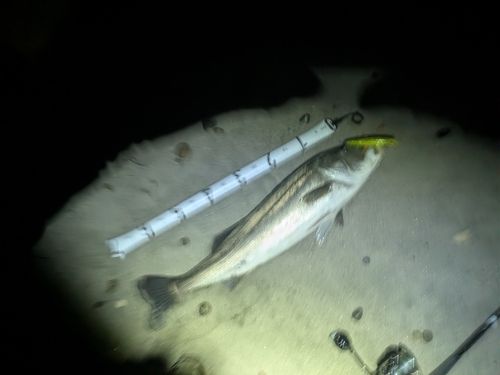 シーバスの釣果