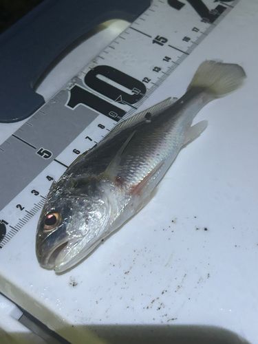 シログチの釣果