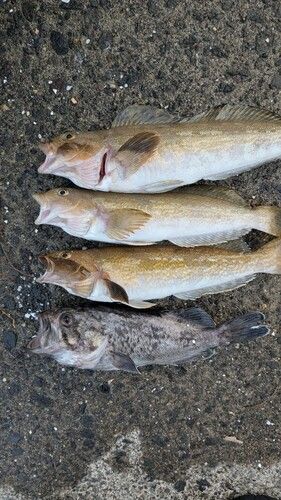 アイナメの釣果