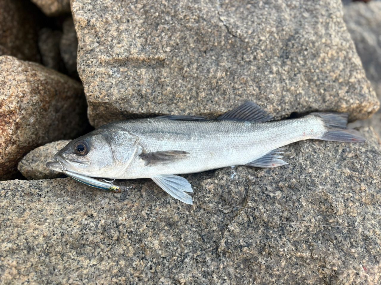 SHIMANO 18ディアルーナ S110Mの最安値・インプレ・釣果 | 本音の