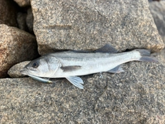 ハネ（マルスズキ）の釣果