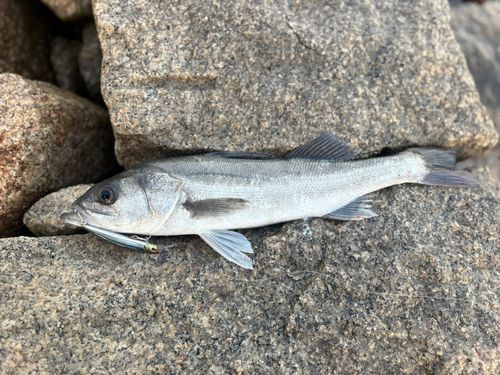 ハネ（マルスズキ）の釣果