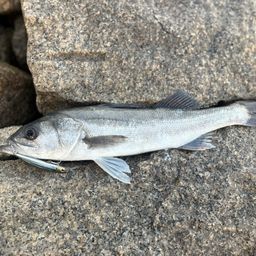 ハネ（マルスズキ）