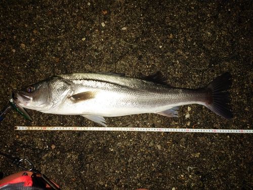 シーバスの釣果