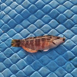 アカササノハベラ