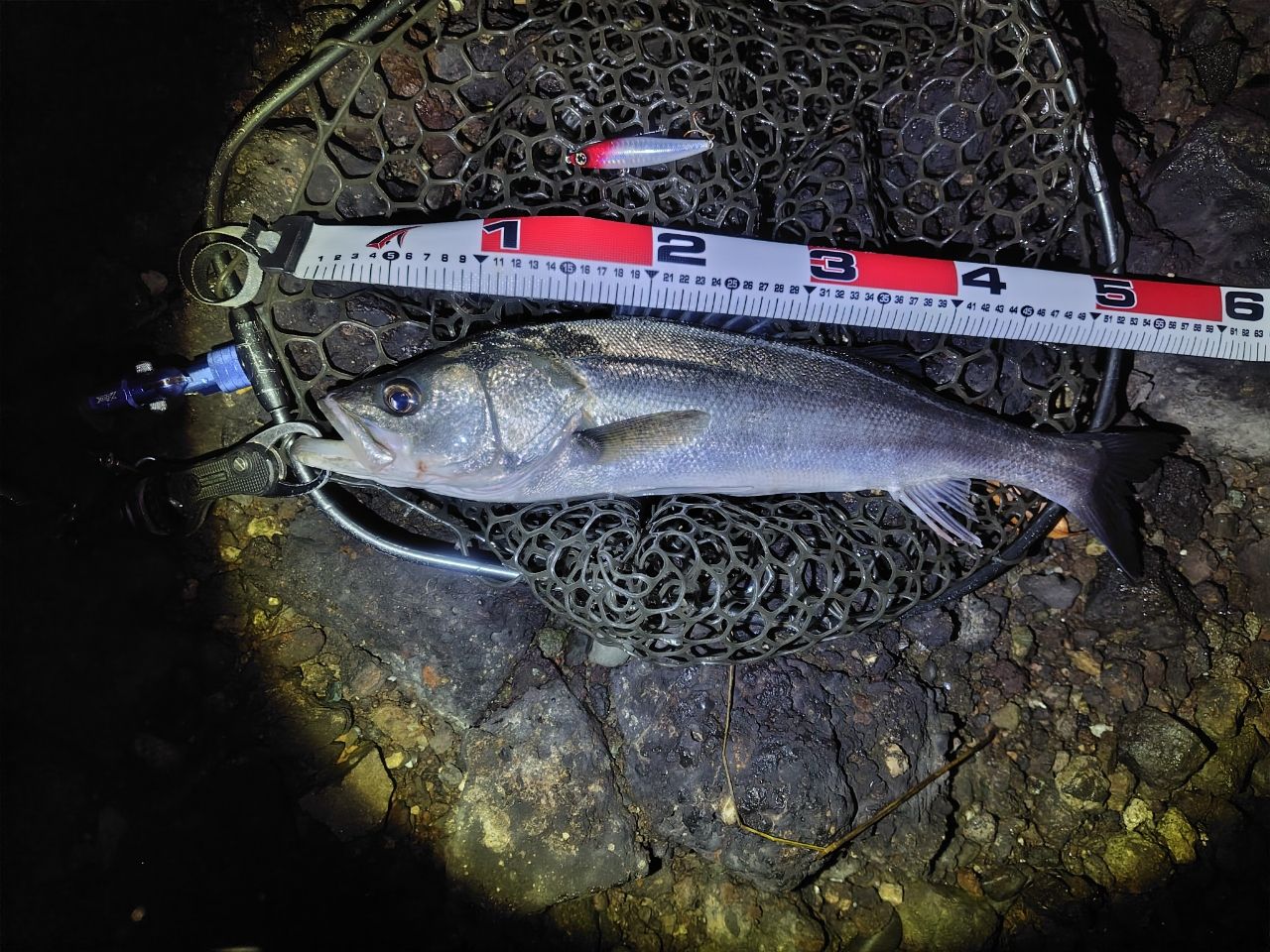 アングラー66699965さんの2025年11月27日(木)の釣行(東京都 - 多摩川