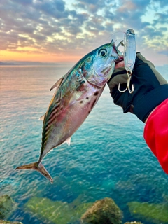 スマカツオの釣果