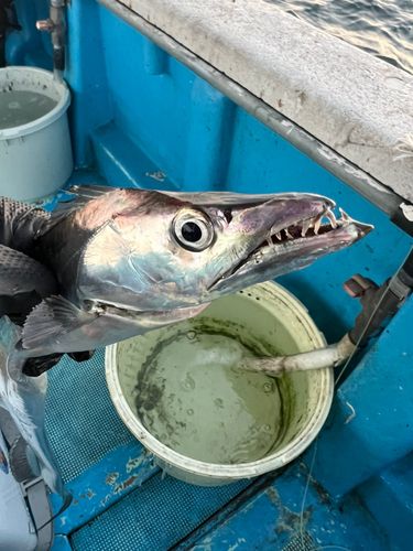 タチウオの釣果