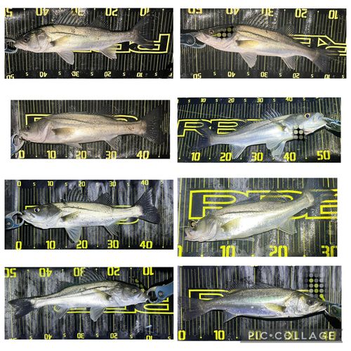 シーバスの釣果