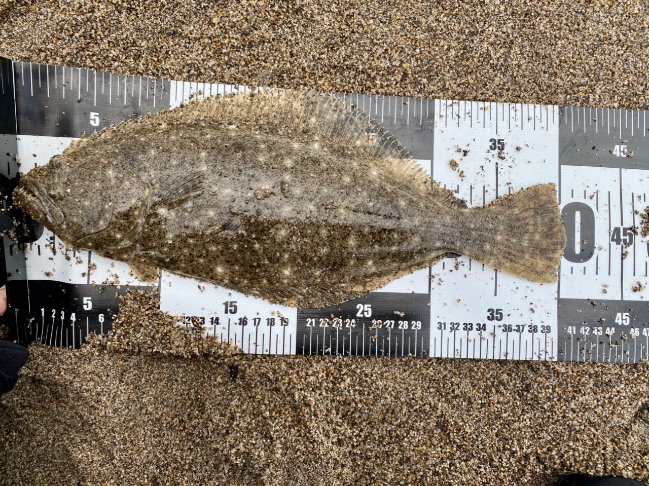 MajorCraft NEW ソルパラ ショアジギング SPX-962LSJの最安値