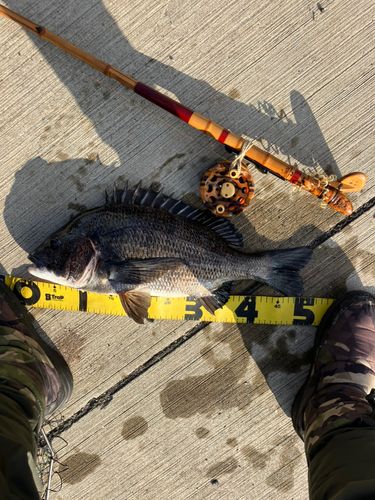 クロダイの釣果