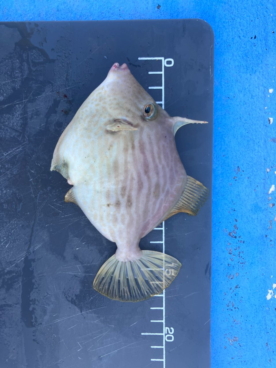 アングラーナーヒャンさんの釣果 2枚目の画像