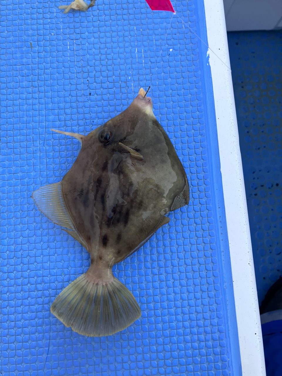 アングラーナーヒャンさんの釣果 3枚目の画像