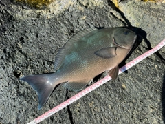 オナガグレの釣果