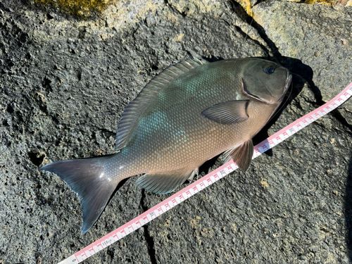 オナガグレの釣果