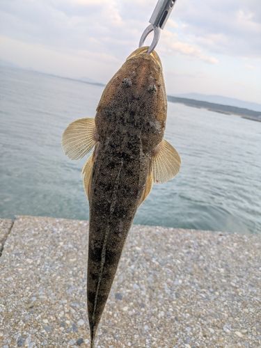 マゴチの釣果