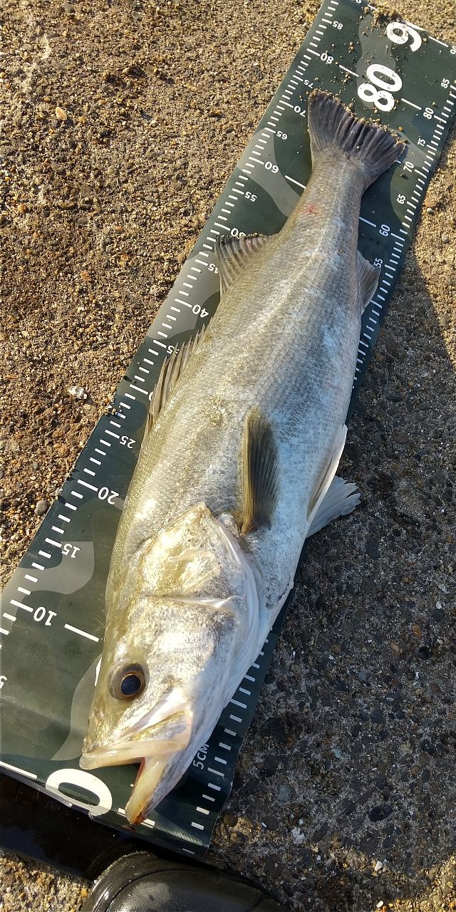 SHIMANO ネッサ BB S1102MMHの最安値・インプレ・釣果 | 本音の口コミ