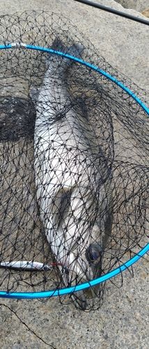 ハネ（マルスズキ）の釣果