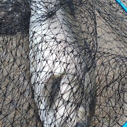 ハネ（マルスズキ）