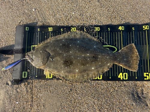 ヒラメの釣果