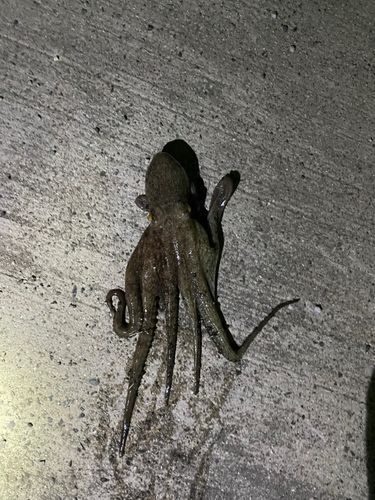 タコの釣果