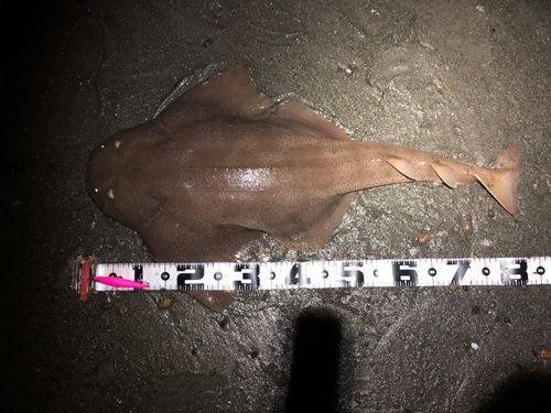 カスザメの釣果