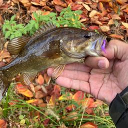 スモールマウスバス