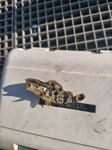 タケノコメバルの釣果