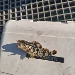 タケノコメバル