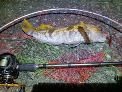 アイナメの釣果