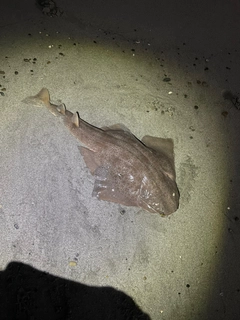 カスザメの釣果