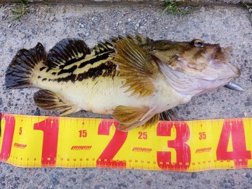 シマゾイの釣果