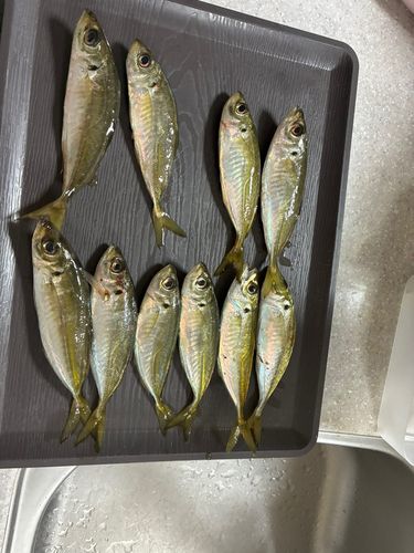 アジの釣果