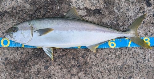 ヒラマサの釣果