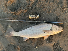オオニベの釣果